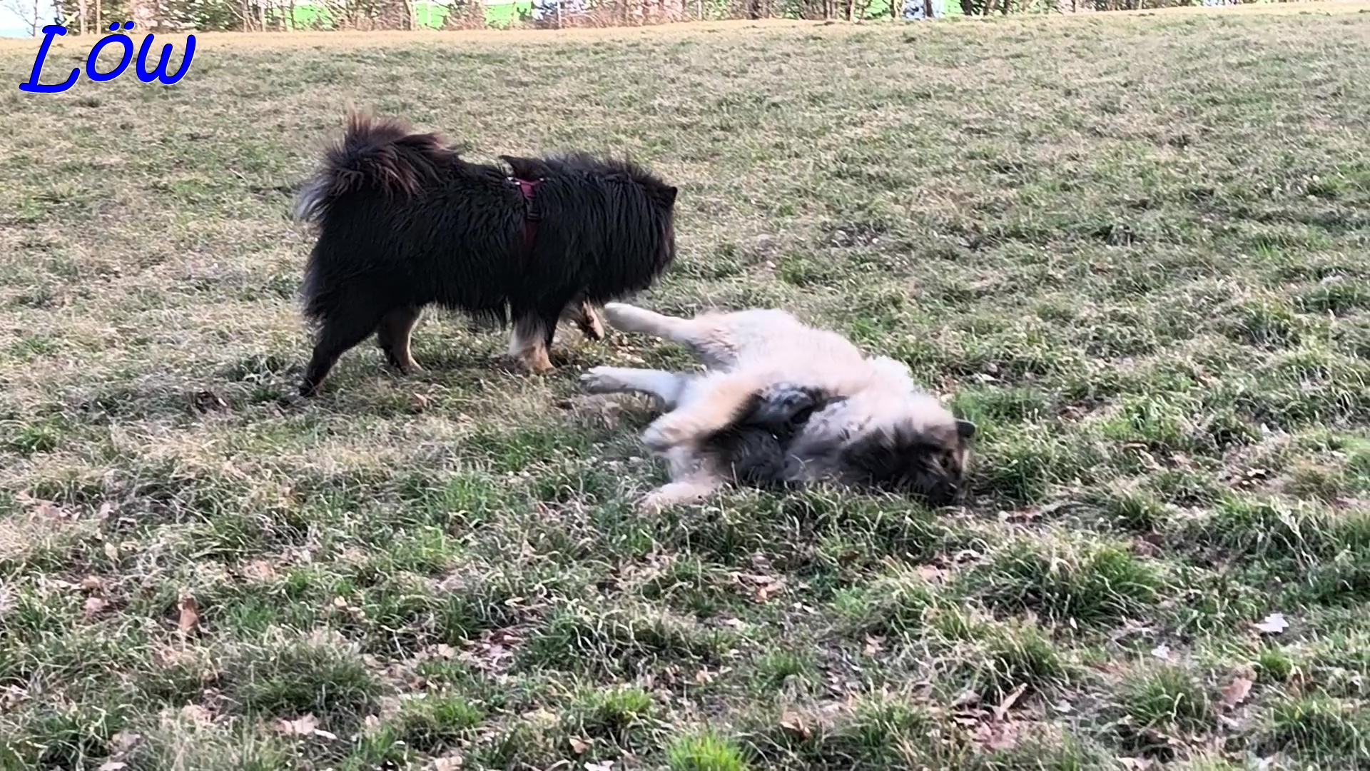 22.3.2025 - Dwix und Howard entspannen auf der Wiese